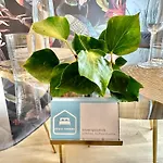 City-apartment Mit Dachterrasse & Massagesessel In Der Fussgaengerzone K4 * Oldenburg